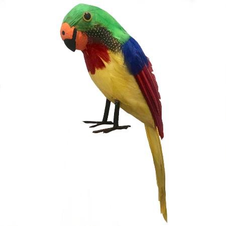 Feathered Pirate Parrot - Tropical